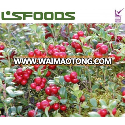 Frozen Lingonberry tangleberry cowberry red Wholesale China